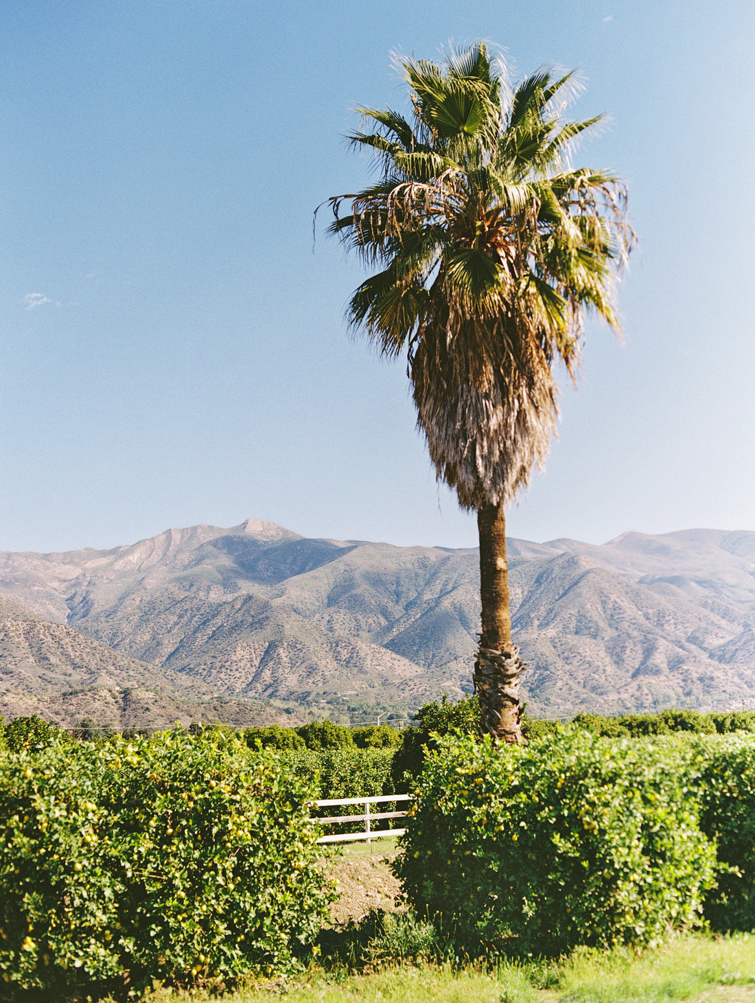 Ojai
