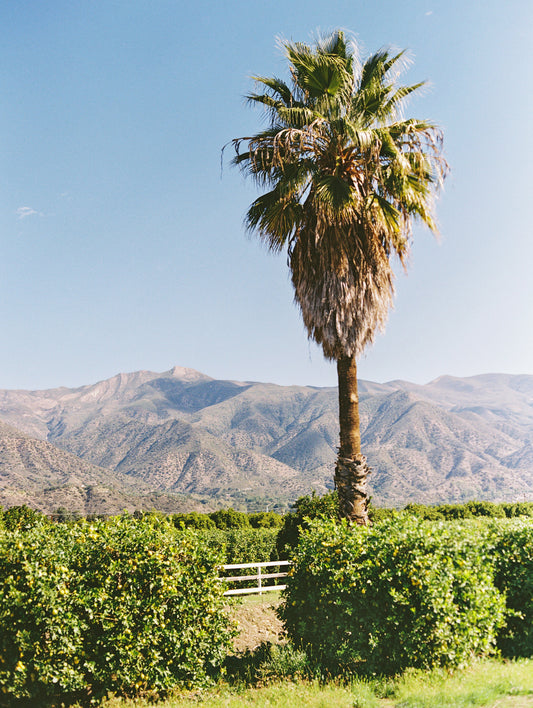 Ojai